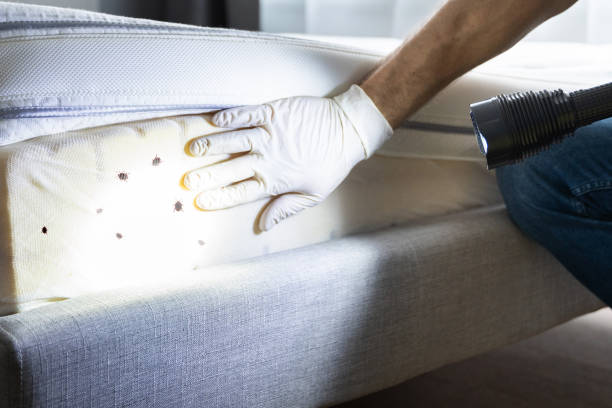 Best Wasp Removal Services  in Lake Katrine, NY